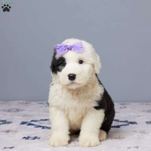 Callie, Old English Sheepdog Puppy